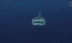 Tiger shark - eden izmed najbolj nevarnih morskih psov na svetu