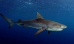Tiger shark