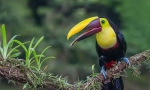 Toucan