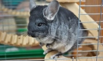 Nega in vsebina chinchilla doma