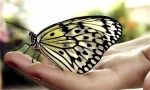 Butterfly care doma