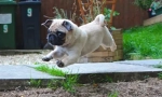 Ups, pug: najbolj smešna fotografija in video