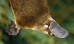 Platypus