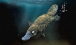 Platypus