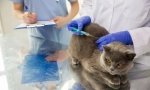 Cat cepljenje