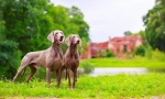 Weimaraner (fotografija): najboljši prijatelj realnega lovca