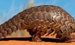 Veličasten pangolin: luskasta žival