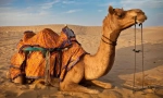 Camel
