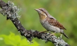 Wryneck