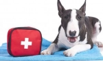 Veterinarska pomoč kit