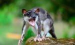 Voda opossum