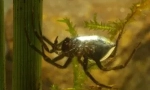 Water spider silver