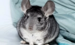 Vse o nosečnosti chinchillas, kako so rojstvo