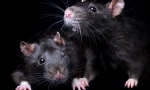 Vse o črni podganah: videz, življenjski slog, zanimiva dejstva