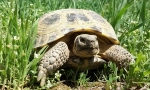 Vse o zemljiške želve