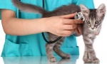 Cat veterinar choice
