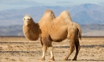 Zakaj camel horn?