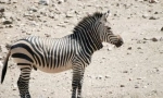 Zebra gorna