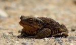 Earthy toad