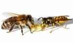 Stooling osa in bee: razlike v ugrizu