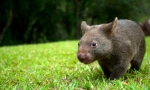 Vombat žival: srčkan velik sesalec (fotografija)