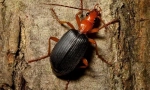 Beetle-scaber