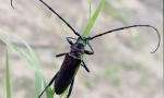 Beetle woodcosm