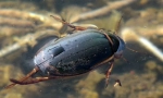 Beetle plavnets