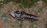 Beetle trilobit