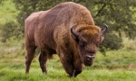 Bison