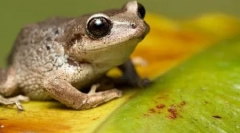 10 Popolnoma napačnih dejstev o živalih