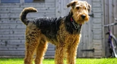 10 Slovenski pass pass