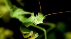 10 Fotografij miloidnih žuželk