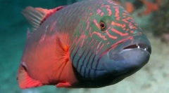 10 Zanimivih načinov, da živali uporabljajo različne predmete