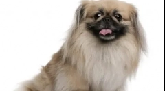 10 Kitajskih pasem psov