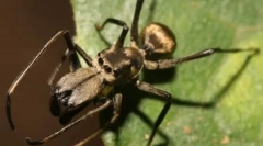 10 Neverjetno zavajajoče ali čudne primere živalske mimikrije