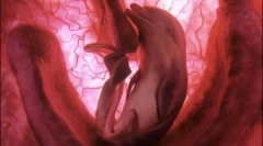 10 Neverjetnih fotografij živali v maternici matere