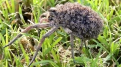 10 Neverjetnih primerov tihotapljenja živali