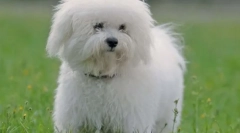 10 Pasem psov za leni lastnike