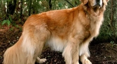 10 Pasem psov, ki obožujejo otroke in jih nikoli ne poškodujejo