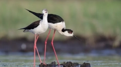 10 Ptic z najdaljšimi nogami