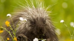 10 Najbolj bodiče živali na planetu