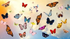 10 Najlepših metuljev