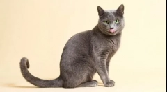 10 Najbolj ljubezniv pasme mačk s fotografijami