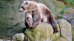 10 Najbolj nepričakovanih hibridov živalskega sveta