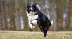 10 Najbolj poslušnih pasem psov: razumeli vas bodo s polovico