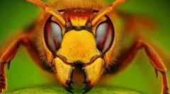 10 Najslabših in živahnih žuželk