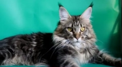 10 Pasem pasem mačk