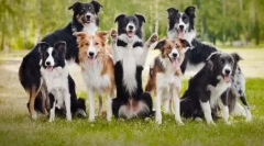 10 Najpametnejših pasem psov