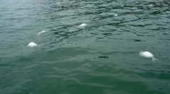 10 Primerov skrivnostnih masnih smrti živali